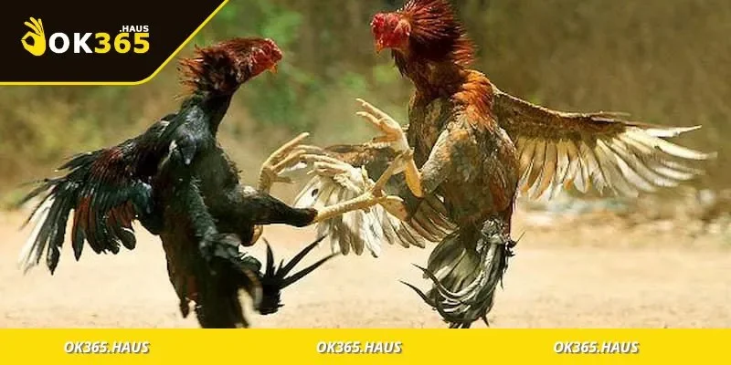 Thuật Ngữ Đá Gà Dễ Hiểu Cho Người Mới Tìm Hiểu Cá Cược 2 Bảng tổng hợp các thuật ngữ đá gà quen thuộc