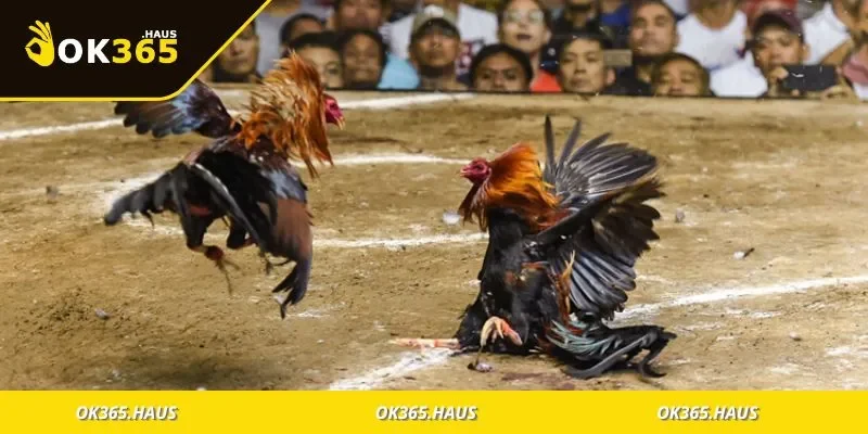 Đá Gà OK365 Là Gì? Hướng Dẫn Chơi Đúng Cách Dễ Thắng 4 Bật mí cách chơi đá gà hiệu quả và dễ lời nhất