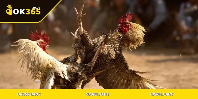 Đá Gà OK365 Là Gì? Hướng Dẫn Chơi Đúng Cách Dễ Thắng 3 Các loại đá gà phổ biến và cách tham gia đúng chuẩn