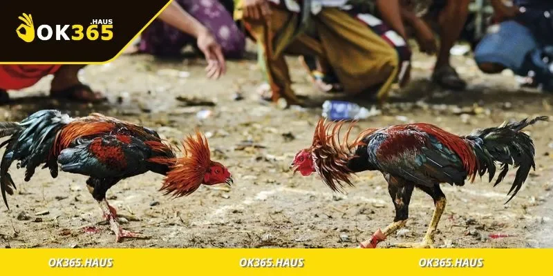 Đá Gà OK365 Là Gì? Hướng Dẫn Chơi Đúng Cách Dễ Thắng 2 Giới thiệu đá gà OK365 và lý do thu hút đông đảo người chơi