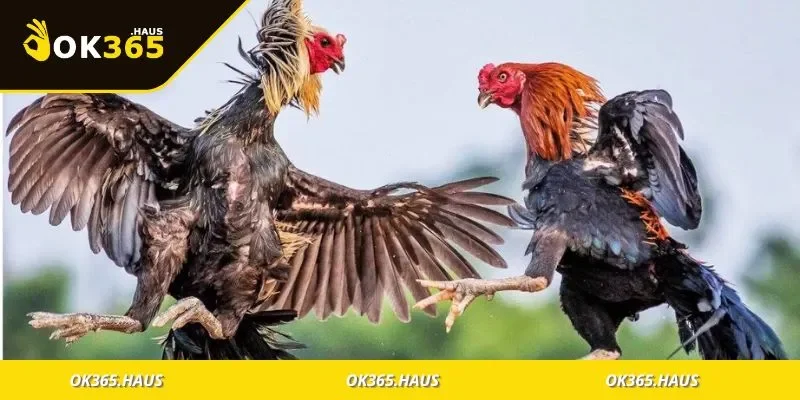 Thuật Ngữ Đá Gà Dễ Hiểu Cho Người Mới Tìm Hiểu Cá Cược 3 Hình ảnh phân loại các nhóm thuật ngữ trong đá gà