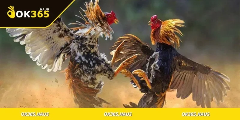 Thuật Ngữ Đá Gà Dễ Hiểu Cho Người Mới Tìm Hiểu Cá Cược 4 Người chơi ghi chú thuật ngữ trên ứng dụng điện thoại