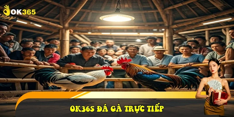 OK365 Đá gà trực tiếp
